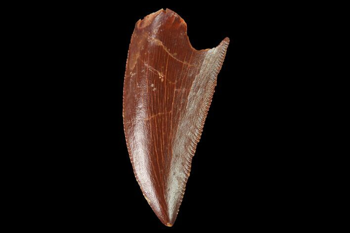 Serrated, Raptor Tooth - Real Dinosaur Tooth #142590